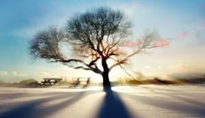 灰熊队年轻球员崭露头角，为球队未来打下良好基础